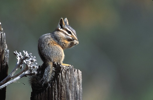 Cliff Chipmunk