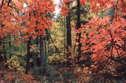 Red Maples