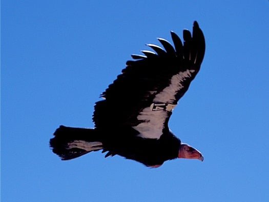 Condor Flying