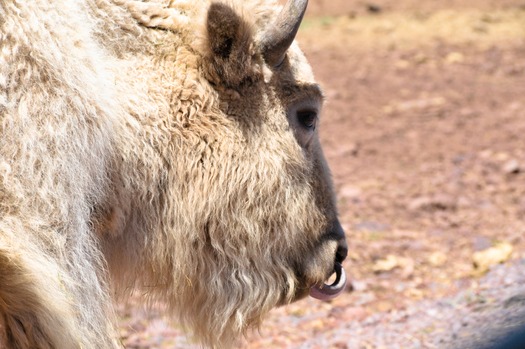 Bearizona Wildlife Park