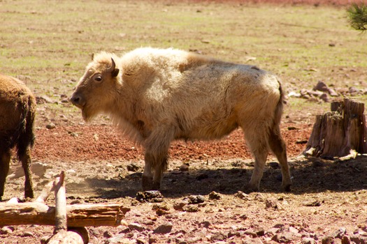 Bearizona Wildlife Park