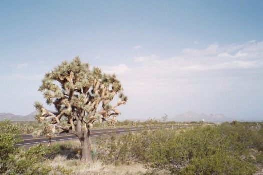 US 60, Joshua forest