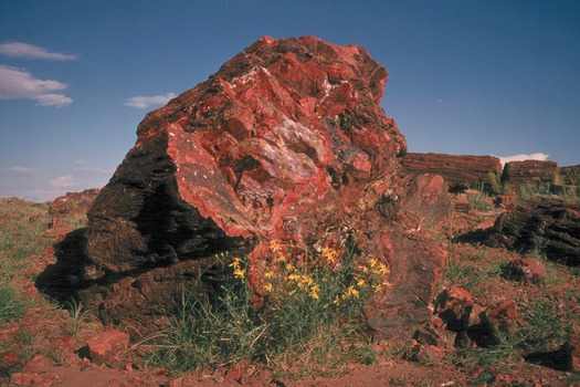 Petrified Wood, Petrified Forest