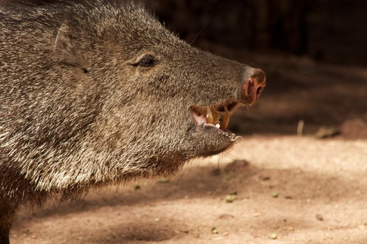 Bearizona Wildlife Park