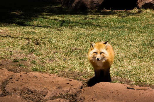 Bearizona Wildlife Park