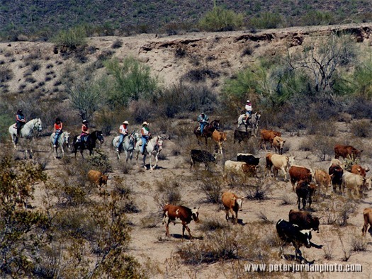 Cattle Herding