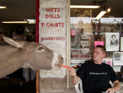 Donkey Feeding