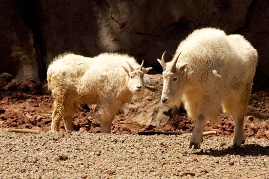 Bearizona Wildlife Park