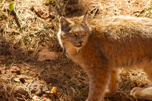 Bearizona Wildlife Park