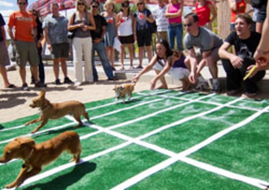 Dog Race