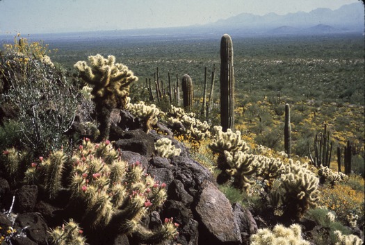 Sonoita Valley