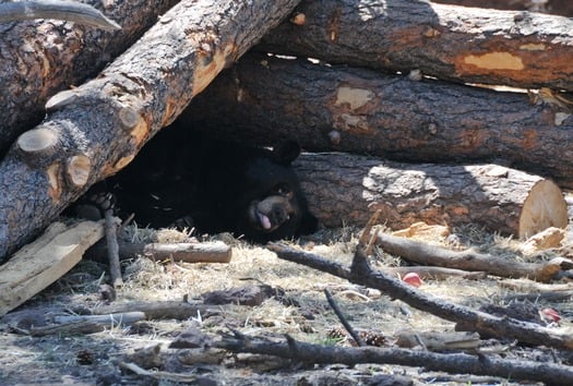 Bearizona Wildlife Park