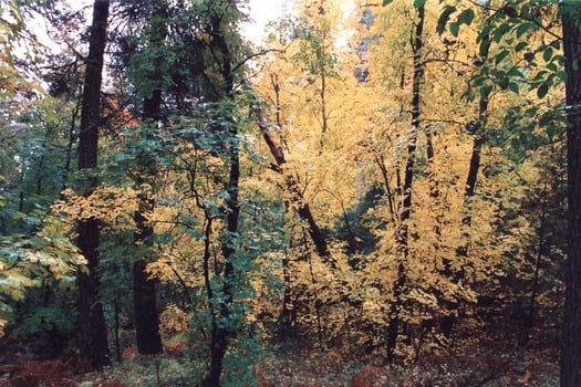 Mount Lemmon Forest