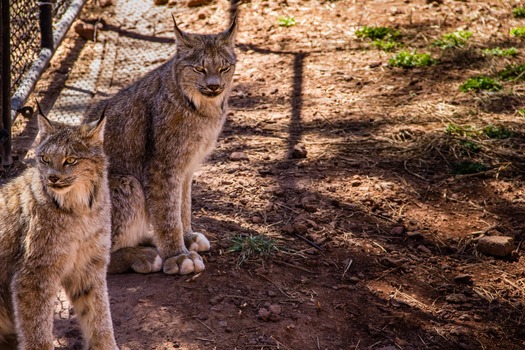 Bearizona Wildlife Park