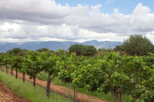 Arizona Stronghold Vineyards