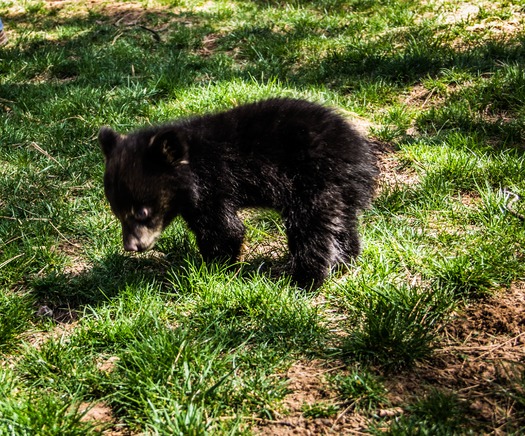 Bearizona Wildlife Park