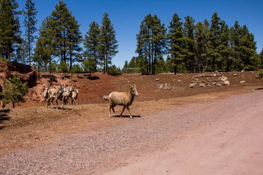 Bearizona Wildlife Park