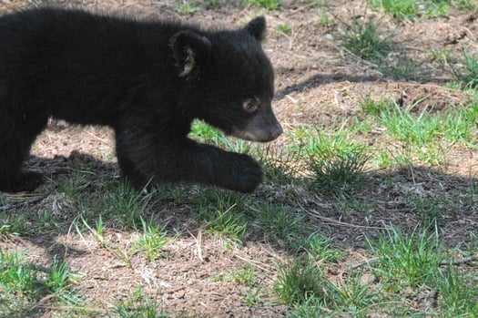 Bearizona Wildlife Park