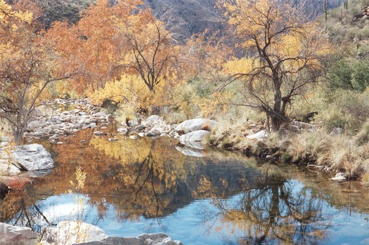 Coronado National Forest