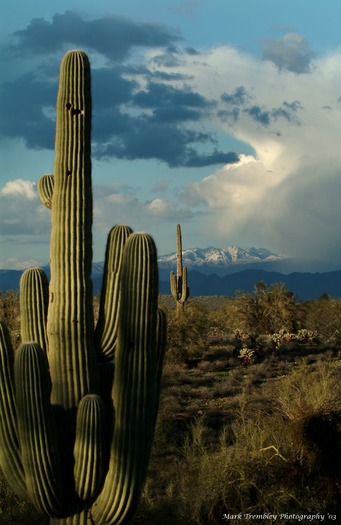 Desert Views