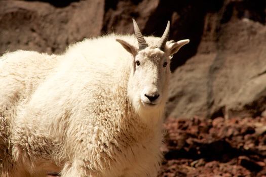 Bearizona Wildlife Park