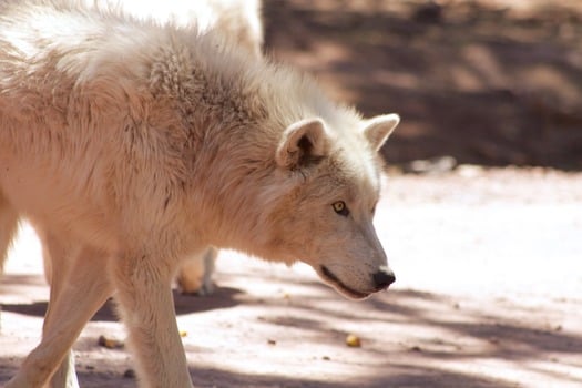 Bearizona Wildlife Park