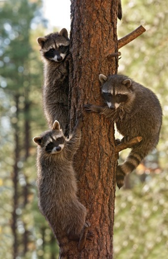 Raccoons at Bearizona