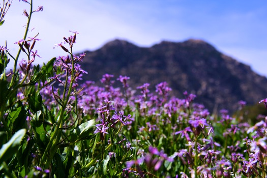 Prescott Wildflowers