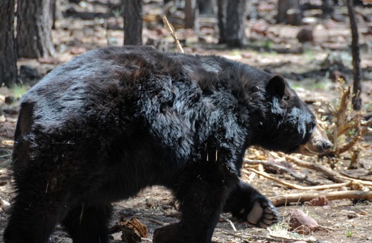 Bearizona Wildlife Park