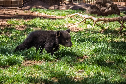 Bearizona Wildlife Park