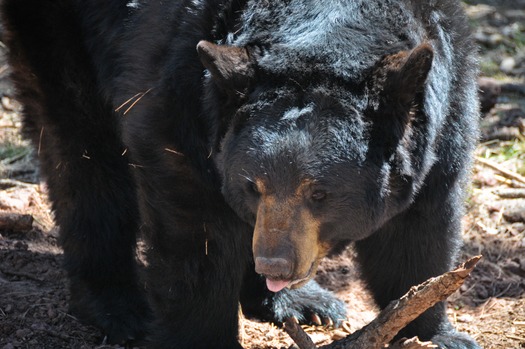 Bearizona Wildlife Park