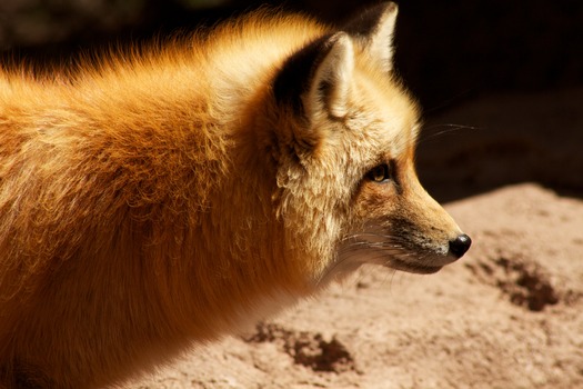 Bearizona Wildlife Park