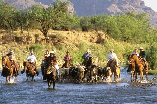 Cattle Drive