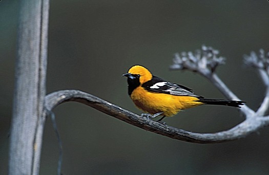 Scott's Oriole Bird