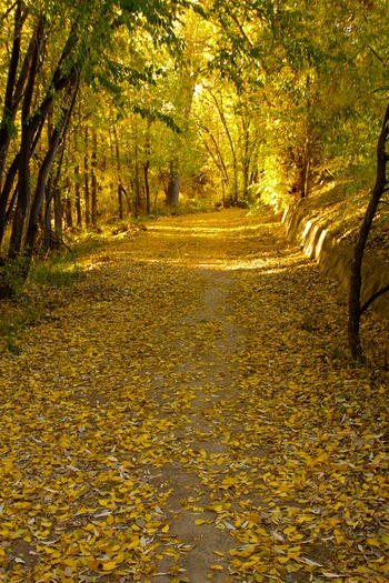 Greenway Trail