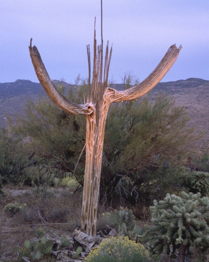 Saguaro Cactus Skeleton