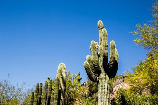 Cactus Garden