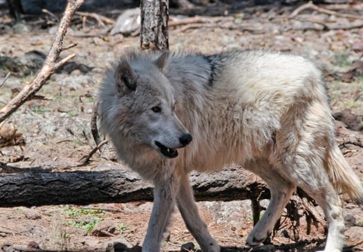 Bearizona Wildlife Park