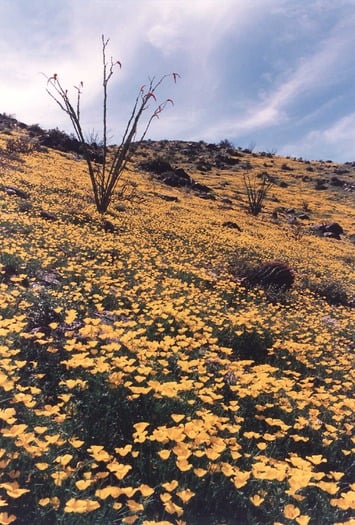 South Mountain Phoenix