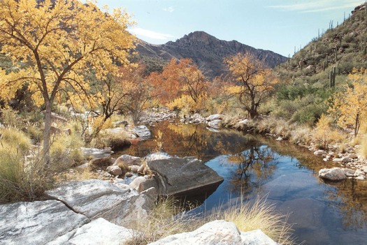 Coronado National Forest