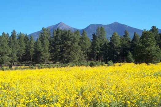 Yellow Wildflowers