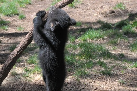 Bearizona Wildlife Park