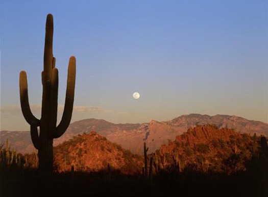 Saguaro National Park Sunset