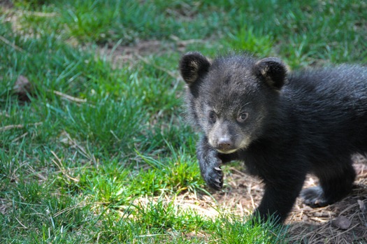 Bearizona Wildlife Park