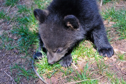 Bearizona Wildlife Park