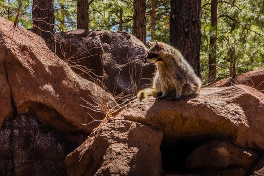 Bearizona Wildlife Park