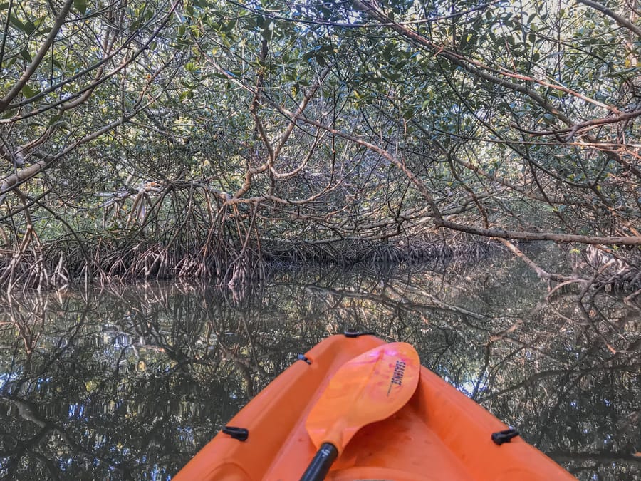 Mangrove Tunnels Ted Sperling Park