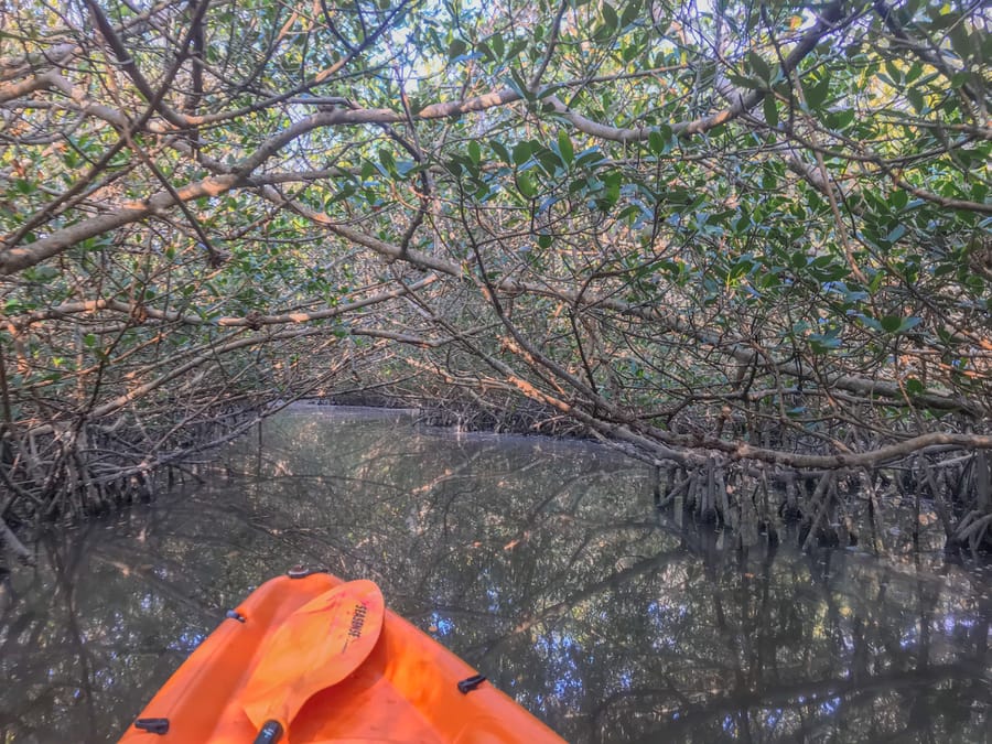 Mangrove Tunnels Ted Sperling Park