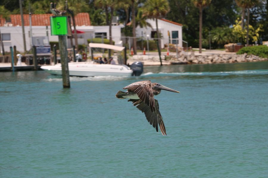 Venice Jetty