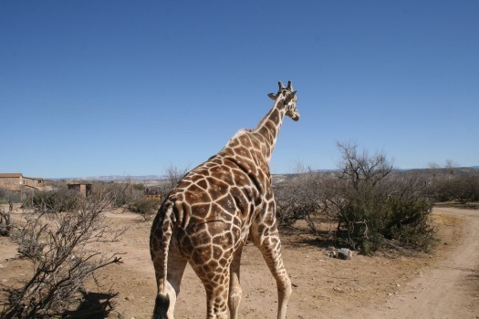 Out of Africa Wildlife Park